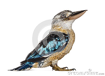 Side view portrait of a blue-winged kookaburra, Dacelo leachii, isolated on white Stock Photo