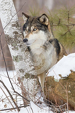 Side view portrait of timber wolf Stock Photo