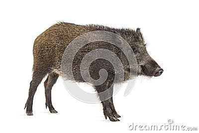 Side view, Profile, Wild boar, mouth open, isolated Stock Photo