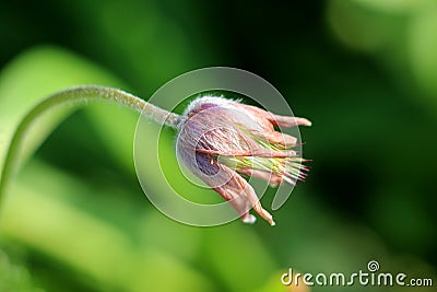 Side view of Pulsatilla vulgaris or Pasque flower herbaceous perennial flowering plant with dark violet flower starting to shrivel Stock Photo