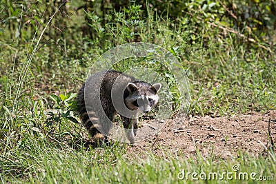 Raccoon Standing Side View Low POV Stock Photo