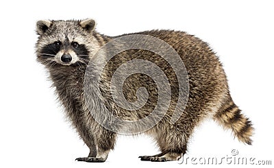 Side view of a Racoon, Procyon Iotor, standing Stock Photo