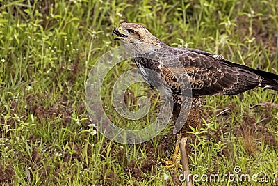 Close-up of a Savanna Hawk with caught frog, Pantanal Wetlands, Mato Grosso, Brazil Stock Photo