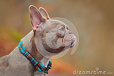 Side view of a rare colored lilac brindle French Bulldog dog with light amber eyes wearing a self made colorful rope collar Stock Photo