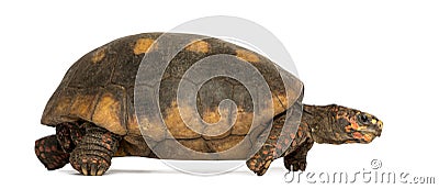 Side view of a Red-footed tortoise walking Stock Photo