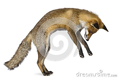 Side view of Red Fox, 1 year old Stock Photo