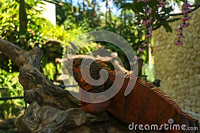 Side view of Red Iguana`s head. Red Iguana climbing up tree. Macro photo of large Iguana iguana. Portrait side view Red iguana Stock Photo