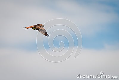 Side view of red kite bird flying Stock Photo