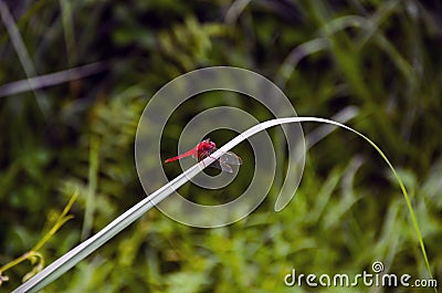 Side view of red scarlet skimmer dragonfly sitting on the thin green grass in the forest Stock Photo