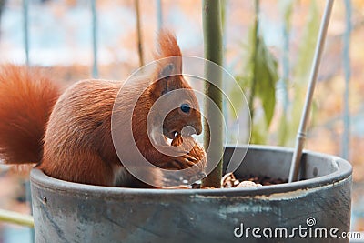 Side view of red squirrel sitting in flower pot and cracking walnut shell Stock Photo