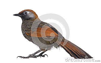 Side view on a Red-tailed Laughingthrush - Garrulax milnei Stock Photo