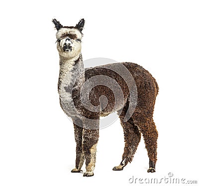 Side view of a Rose grey young alpaca - Lama pacos Stock Photo
