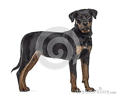 Side view of a rottweiler dog, standing, isolated Stock Photo