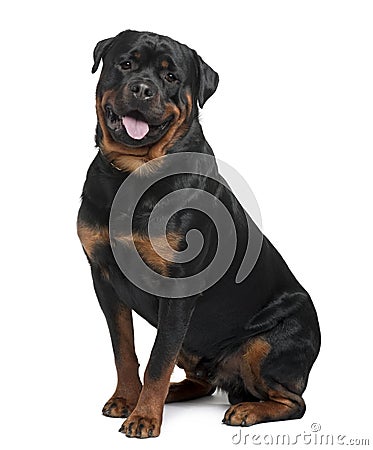 Side view of Rottweiler, sitting and panting Stock Photo