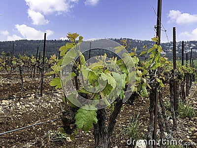 Side view of rows of vines with young green leaves Stock Photo