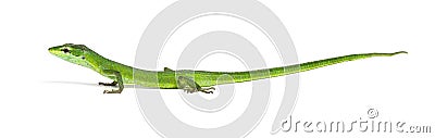 Side view of a Sakishima grass lizard with its long queue, Takydromus dorsalis, isolated on white Stock Photo