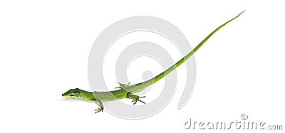 Side view of a Sakishima grass lizard with its long queue, Takydromus dorsalis, isolated on white Stock Photo