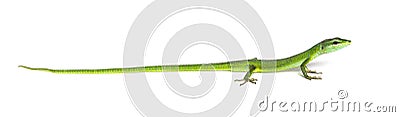 Side view of a Sakishima grass lizard with its long queue, Takydromus dorsalis, isolated on white Stock Photo