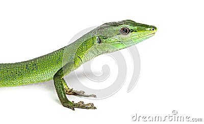 Side view of a Sakishima grass lizard with its long queue, Takydromus dorsalis, isolated on white Stock Photo