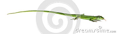 Side view of a Sakishima grass lizard sticking its tongue out to smell, Takydromus dorsalis, isolated on white Stock Photo