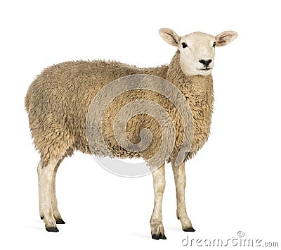 Side view of a Sheep looking away against white background Stock Photo