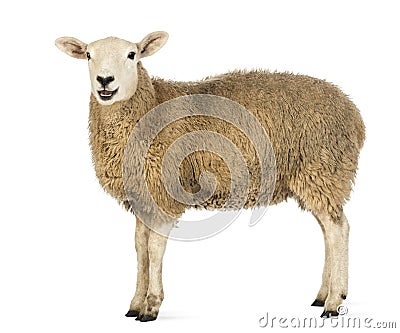 Side view of a Sheep looking at camera Stock Photo