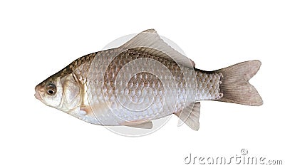 Side view of silver Prussian carp Stock Photo