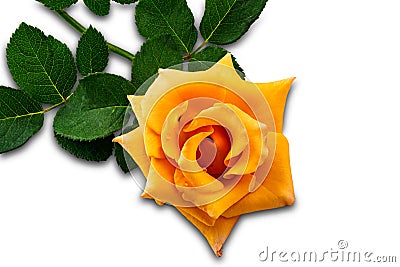 Side view single blooming yellow rose with leaves on white background Stock Photo