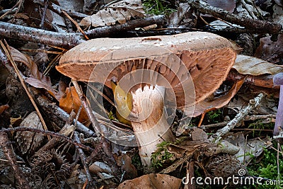 Side view of a single Cortinarius mushroom between leaves Stock Photo