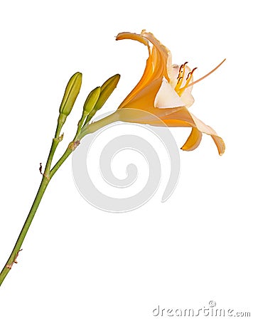 Side view of a single stem with a pink and yellow daylily flower Hemerocallis hybrid plus unopened buds isolated against a white Stock Photo