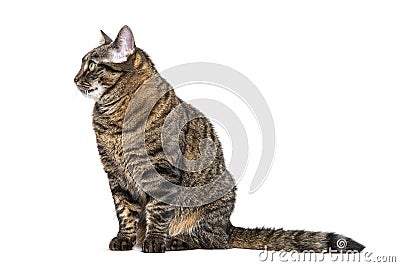 Side view of a sitting Tabby crossbreed cat looking away, isolated on white Stock Photo