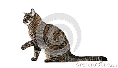 Side view of a sitting Tabby crossbreed cat pawing looking away, isolated on white Stock Photo