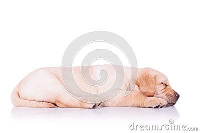 Side view of a sleeping labrador retriever puppy dog Stock Photo