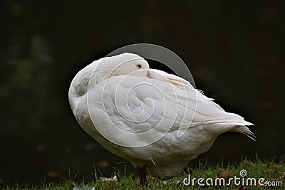 Side view on a sleepy white goose against a dark background Stock Photo