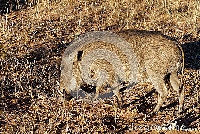 Side view of sparely hairy and white whiskered warthog with white tusks foraging in dry grass at Okonjima Nature Reserve, Namibia Stock Photo