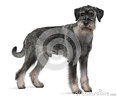 Side view of Standard Schnauzer, standing Stock Photo