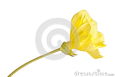 Side view of a stem with a single bright yellow flower of Missouri evening primrose Oenothera macrocarpa isolated against a Stock Photo