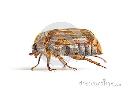 Side view of a Summer chafer or European june beetle, Amphimallo Stock Photo