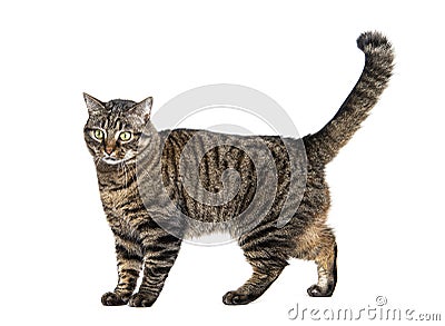 Side view of a Tabby crossbreed cat standing, isolated on white Stock Photo