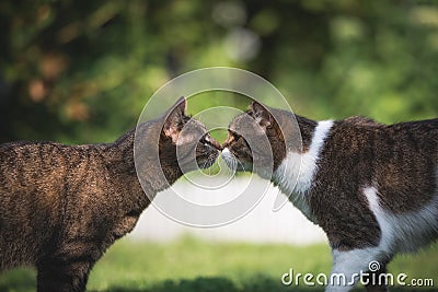 Kissing cats Stock Photo