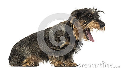 Side view of a Teckel yawning, isolated Stock Photo