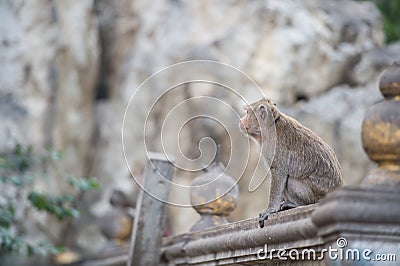 Side view thailand monkey on the wall Stock Photo