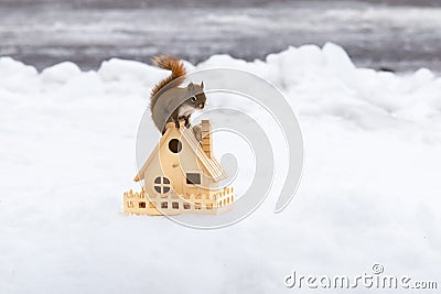 Side view of tiny American red squirrel perched on tiny wooden house foraging for peanuts Stock Photo