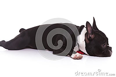 Side view of a tired french bulldog puppy lying down Stock Photo