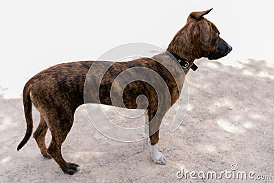 Side view of a Treeing Tennessee Brindle dog standing on the ground Stock Photo