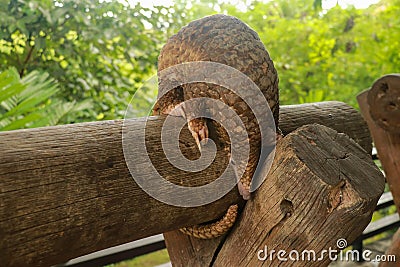 Side view of a Trenggiling walking on the wood. Manis javanica walking in the wild. Pangolins, sometimes known as scaly Stock Photo