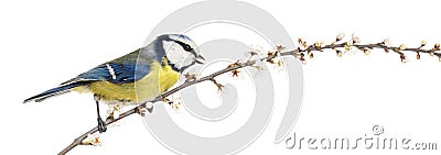 Side view of tweeting Blue Tit perching on a blossoming branch Stock Photo