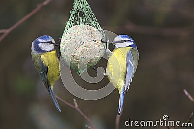 Side view of two garden birds perched on feeder. Stock Photo