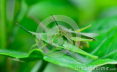 Side view of two grasshopper are breeding on lea Stock Photo