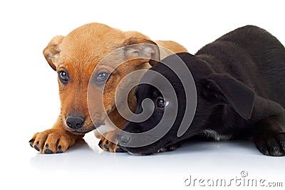 Side view of two stray puppy dogs lying down Stock Photo